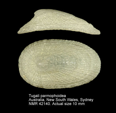 Tugali parmophoidea.jpg - Tugali parmaphoidea(Quoy & Gaimard,1834)